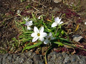 柄にもなくこうゆう草花が大好きです DSC08450.jpg
