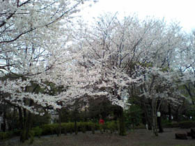 満開です HI3A0039.jpg