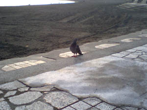 鳩がじーーーっと見てます HI3A0047.jpg