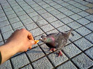 鳩とは仲良しになれました HI3A0056.jpg